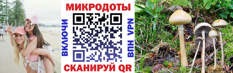 наркота  Белебей  Псилоцибиновые грибы Psilocybine cubensis 
